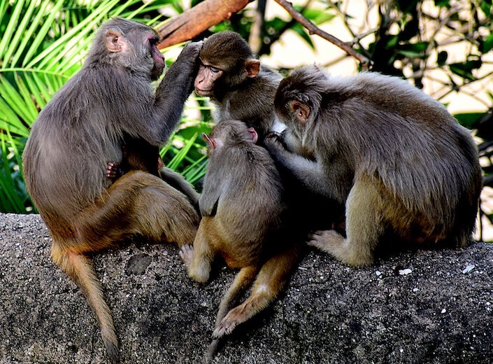 A family of monkeys sist on a tree branch in the tropical rainforest.