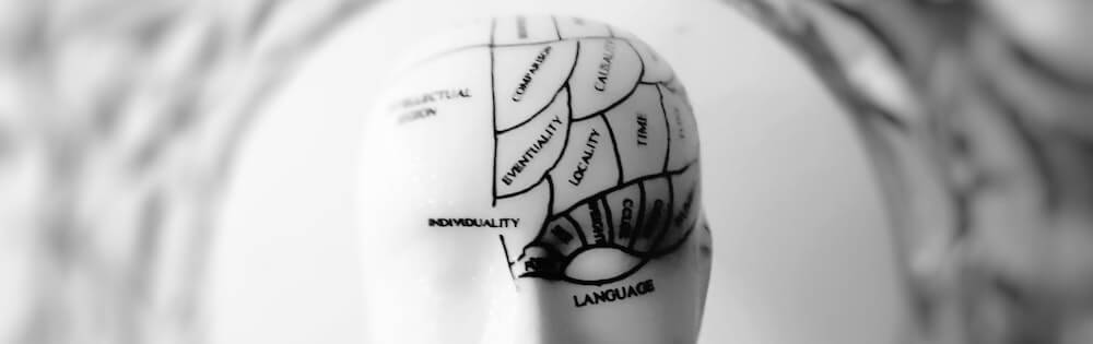 A ceramic white head has words written on it to demonstrate areas that the brain controls.