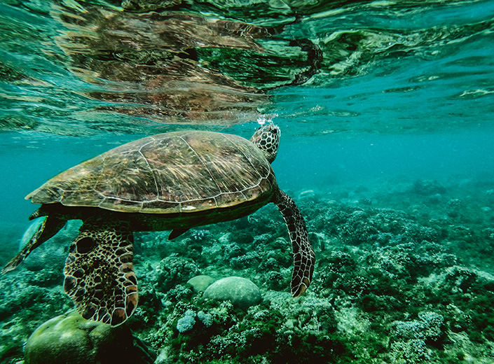 A sea turtle swims underwater.